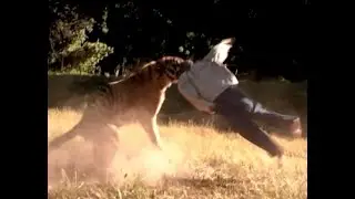 TIGER ATTACKS HUMAN DUMMY: NAT GEO DEMO