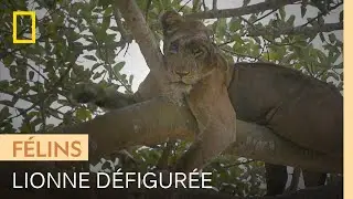 Terribles images d'une lionne défigurée par un collet de chasseur