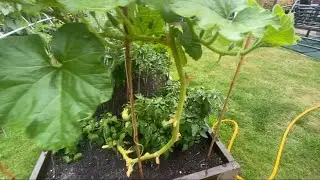 Watering my UK garden vegetables/fruits and herbs