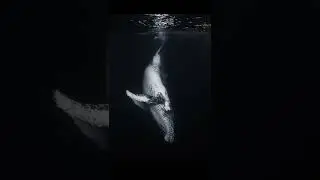 Как умирают киты 