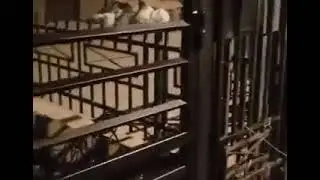 Автоматические распашные ворота с интересным заполнением.
