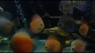 Diskus 29apr2017