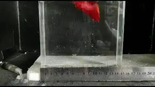 cupang Giant/ halfmoon giant betta