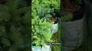 Саженцы елей и можжевельников на штамбе в питомнике Сидландия - 3seed.ru