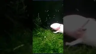 Leucistic Axolotl in aquarium