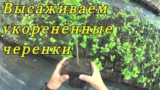 Во что высаживать укоренённые черенки ТУИ, и других декоративных растений.