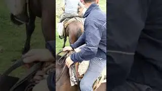 Perro quiere agarrar una Vizcacha