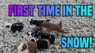 Puppies first time seeing snow!