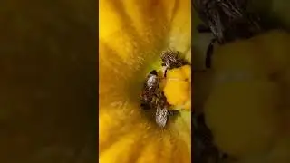 💛