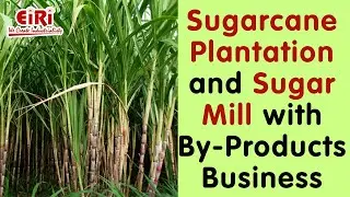 Sugarcane Plantation and Sugar Mill with By Products Business
