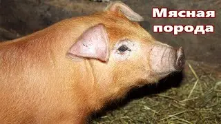 СВИНЬИ беконной породы ДЮРОК!  Кормление и уход !