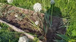 Лук шалот Истобенский результат 2022