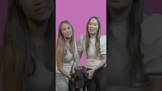 Bring Your Dog At Work Day 🐾😍 | Bondi Vet #shorts