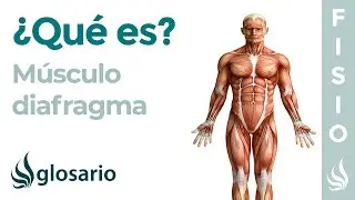 Músculo DIAFRAGMA | Qué es, ubicación, cómo ejercitar, origeb, inserción y función