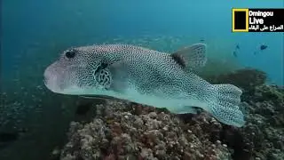 Discover the world of the sea, the beauty of fish and the mystery of the depths