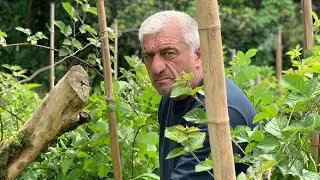Теплые уголки душевной Грузии куда не заведет вас ни один экскурсовод
