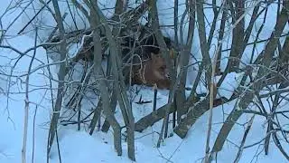 Fox trapping. Fox in a trap 02/26/2018