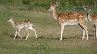 Bambi happiness  (disneyfactor 200%)...