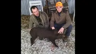 Chasse Sanglier ds le Gard