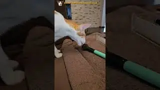 Кот добрался до мейкапа 😺💄#shorts #cat #funny #comedy