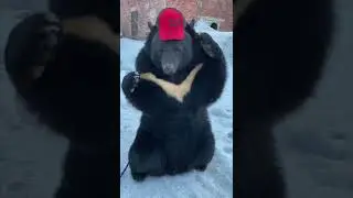 М - мода медведя