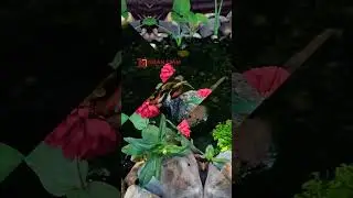 Góc an yên với cá & tiểu cảnh #koifish #chill