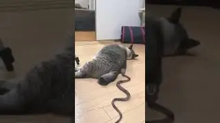 Surprised Cat 😸 