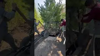 Откуда эта сосна рассказала в описании 