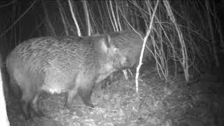 Silent Wild Boar