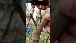 Best grafting techniques fig tree grafting 