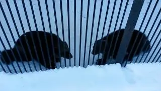 Росомаха, также россомаха