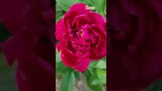 красивый 