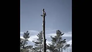 Removiendo pino 100 ft