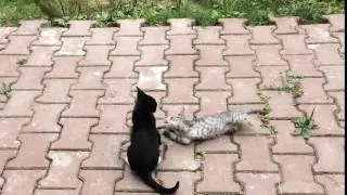 Драка котеек