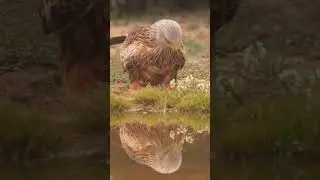 Red Kite 