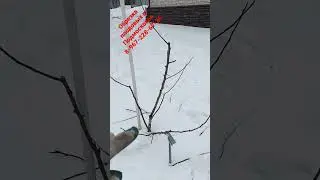 исправляем крону груши