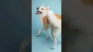Rate my dog’s photos taken by a professional pet photographer. 