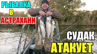 Рыбалка в Астрахани 2021 / Судак атакует / остров Мумра