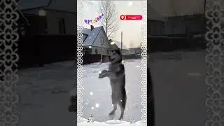 Классный#short#shortvideoyoutube#собаки#зима#shorttomriko#tomriko#gladkova19462164