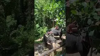 Купание слонов на ферме. Пхукет Тайланд 