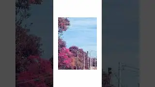 Kodak  