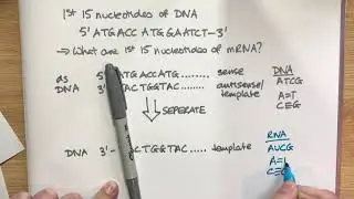 Block 2 quiz explanation - working out an mRNA sequence