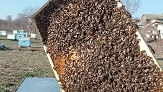 Что в гнезде на 9 марта🤔🐝🐝🐝🌞