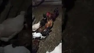 Мои птицы/июль 2024