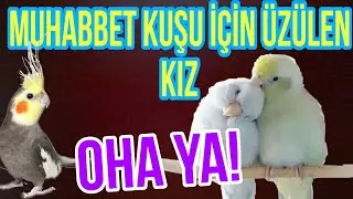 MUHABBET KUŞUNUN BÜYÜK DERDİ!!!