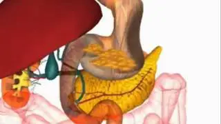 The Human Digestive System in Bengali Language