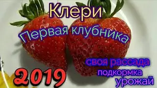 Первая Клубника 2019. Итоги эксперимента своей клубники на подоконнике.