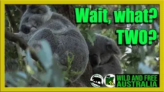 What's going on here?    |    Wild koala tales    |     Australia all over Astra and Momo