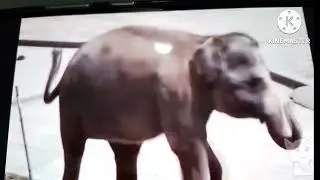 слон какает пердит срет