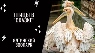 Какие все-таки разные птицы в ялтинской СКАЗКЕ!